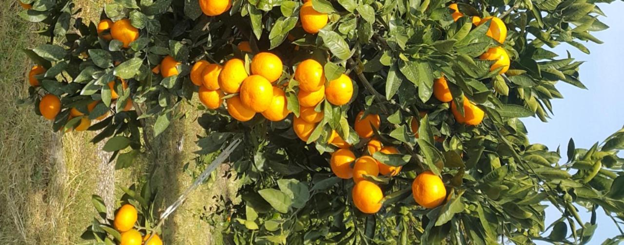 Jeju Mermuri Yerye-dong Bagian luar foto
