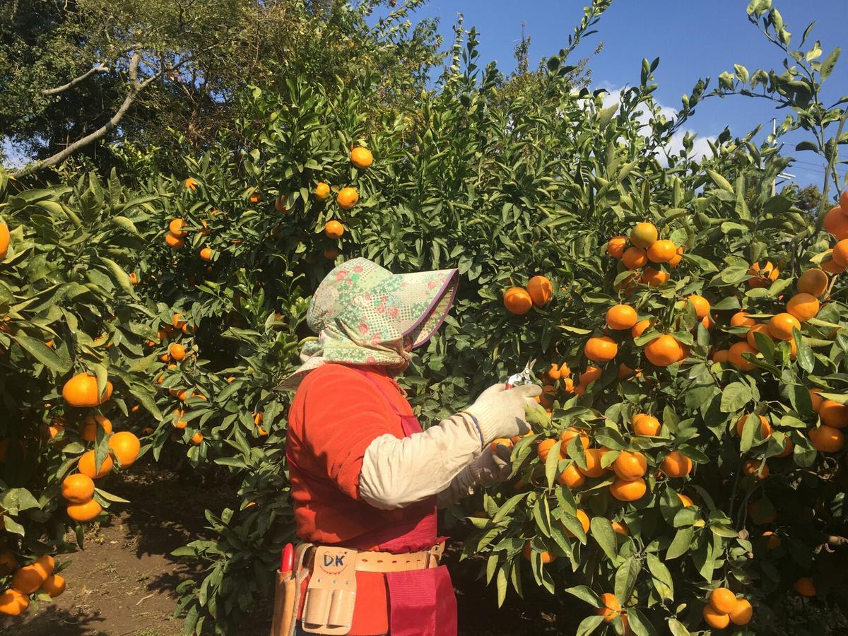 Jeju Mermuri Yerye-dong Bagian luar foto