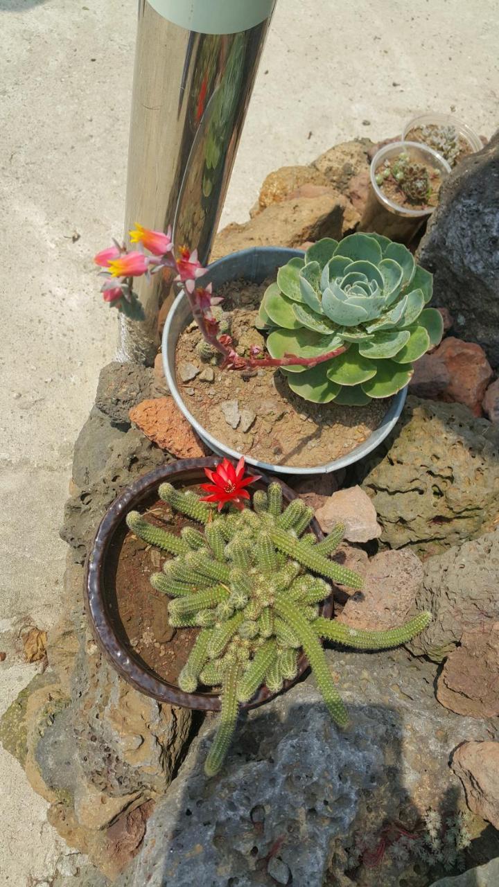 Jeju Mermuri Yerye-dong Bagian luar foto