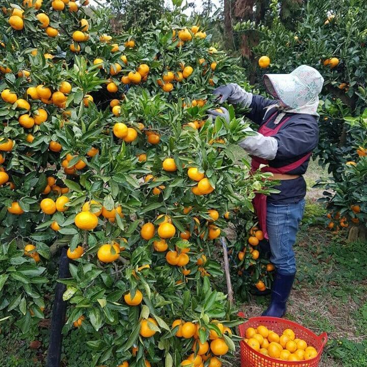 Jeju Mermuri Yerye-dong Bagian luar foto