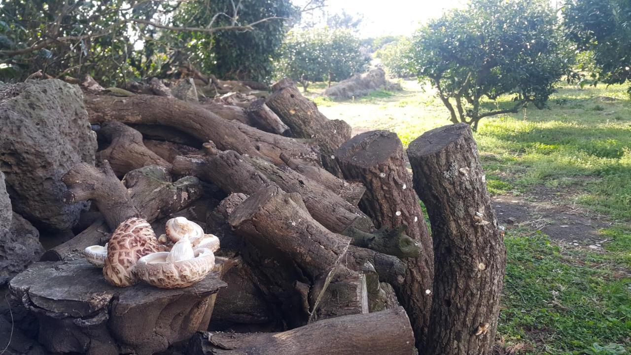 Jeju Mermuri Yerye-dong Bagian luar foto